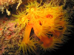 Isla Gorgona, colombia. Night dive in "El Planchon". Came... by Alvaro De Castro 